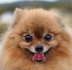 Pomeranian