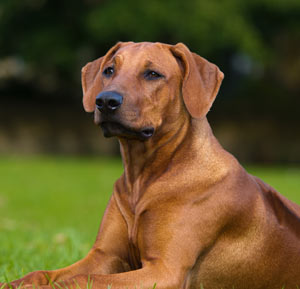 Rhodesian Ridgeback