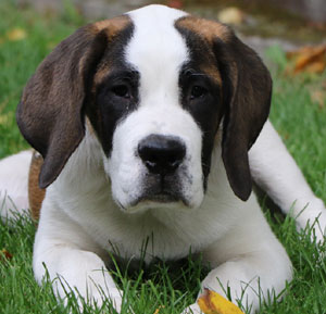 Saint Bernard