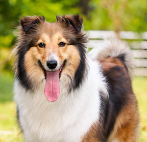 Shetland Sheepdog