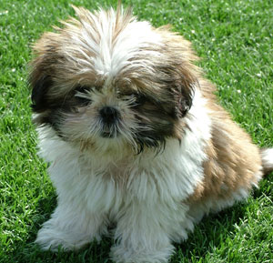 Shih Tzu