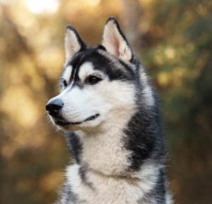 Siberian Husky