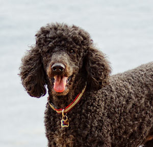 Standard Poodle