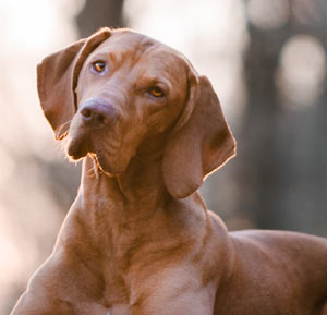 Vizsla