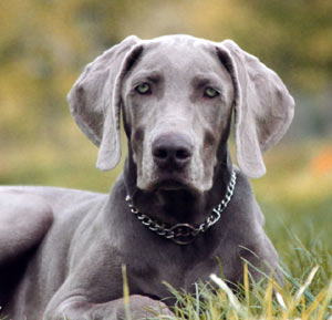 Weimaraner