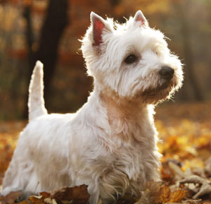 West Highland White Terrier