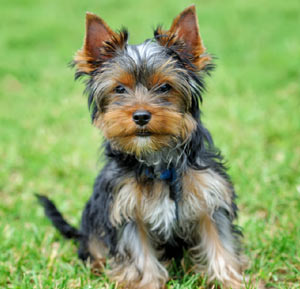 Yorkshire Terrier