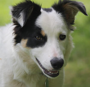 Border Collie