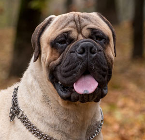 Bullmastiff