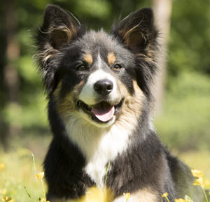 Collie