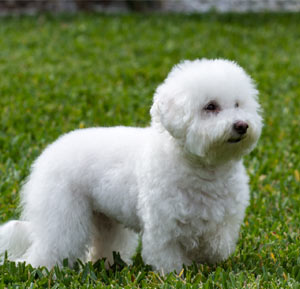 Maltese