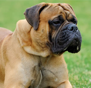 Mastiff