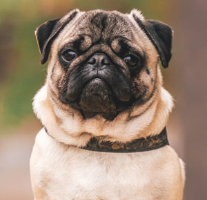 Pug