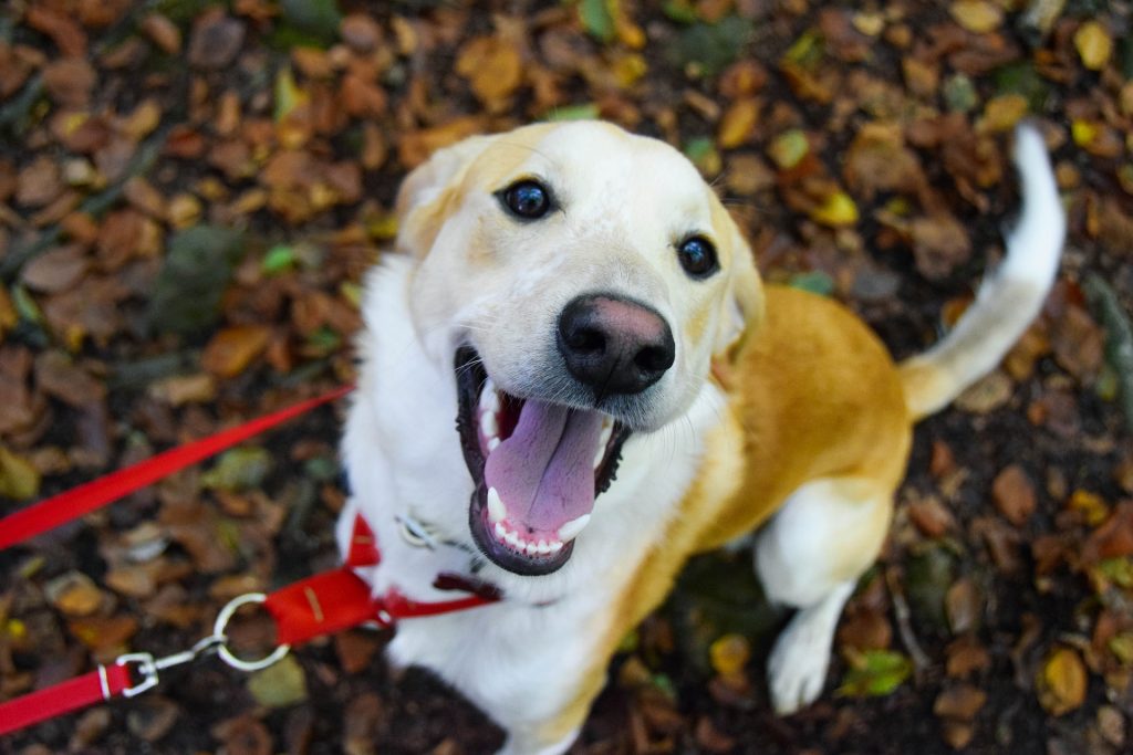 Happy dog