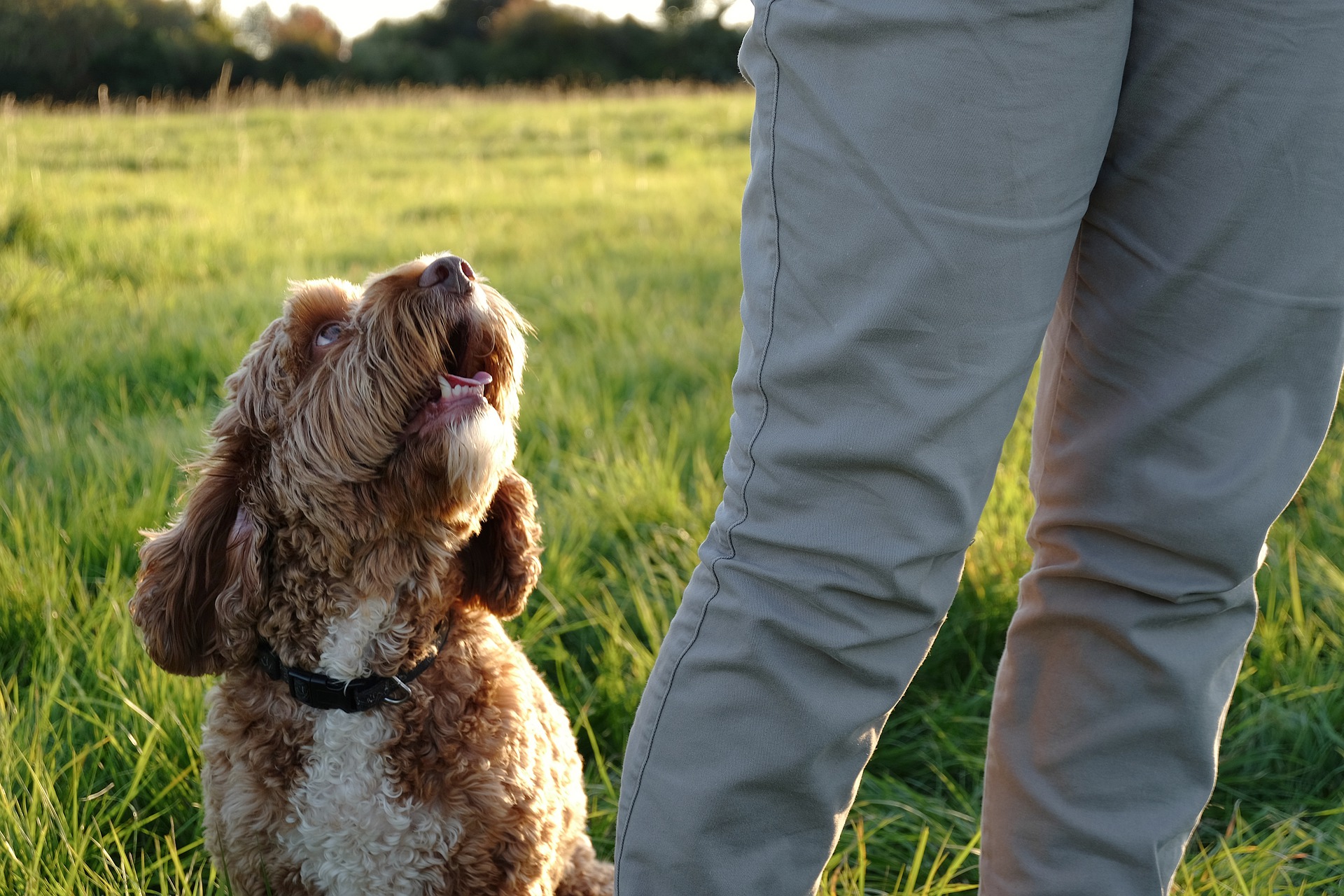 5 Dog Training Tips Every Owner Needs to Know