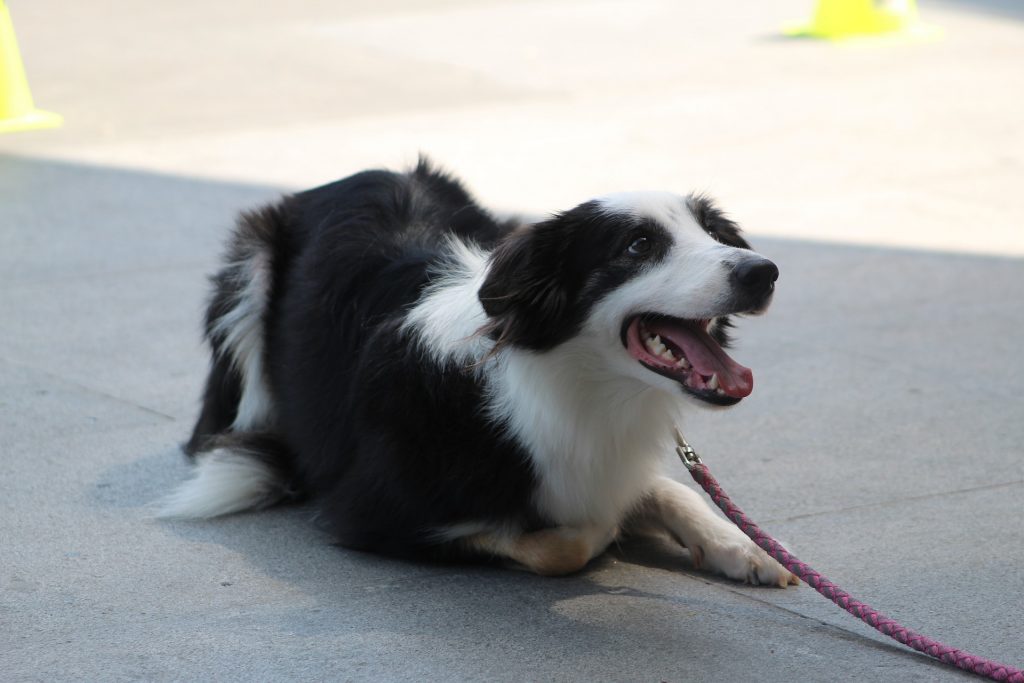 Collie on lead lying down