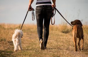 Woman walking two dogs