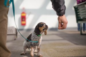 Luring a puppy with a treat while on a walk