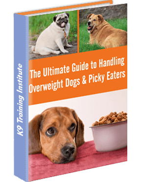https://k9ti.org/wp-content/uploads/2021/03/overweight-dogs-k9ti.png