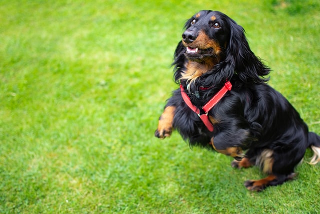 long-haired Dachshund jumping on grass