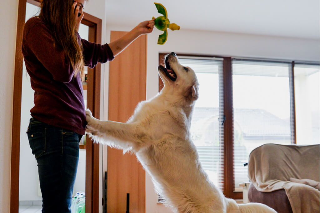 Dog jumping sale on people