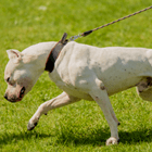 Leash Pulling