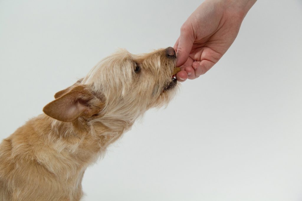 Dog eating treat