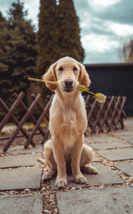 Happy and Obedient Dog