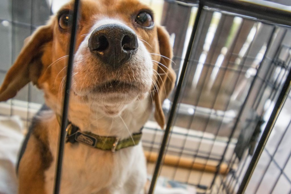 Dog in crate