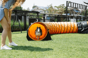 The Best Training Tools For Older Dogs
