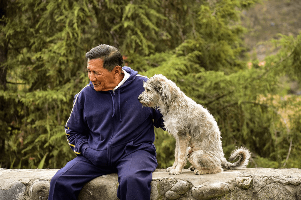 The Best Training Tools for Older Dogs