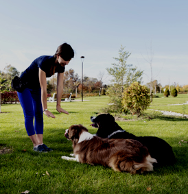 Obedience and Mindfulness Training