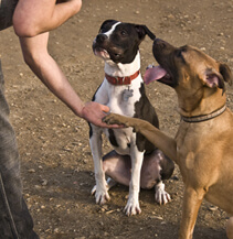 Two happy dogs looking up at their owner