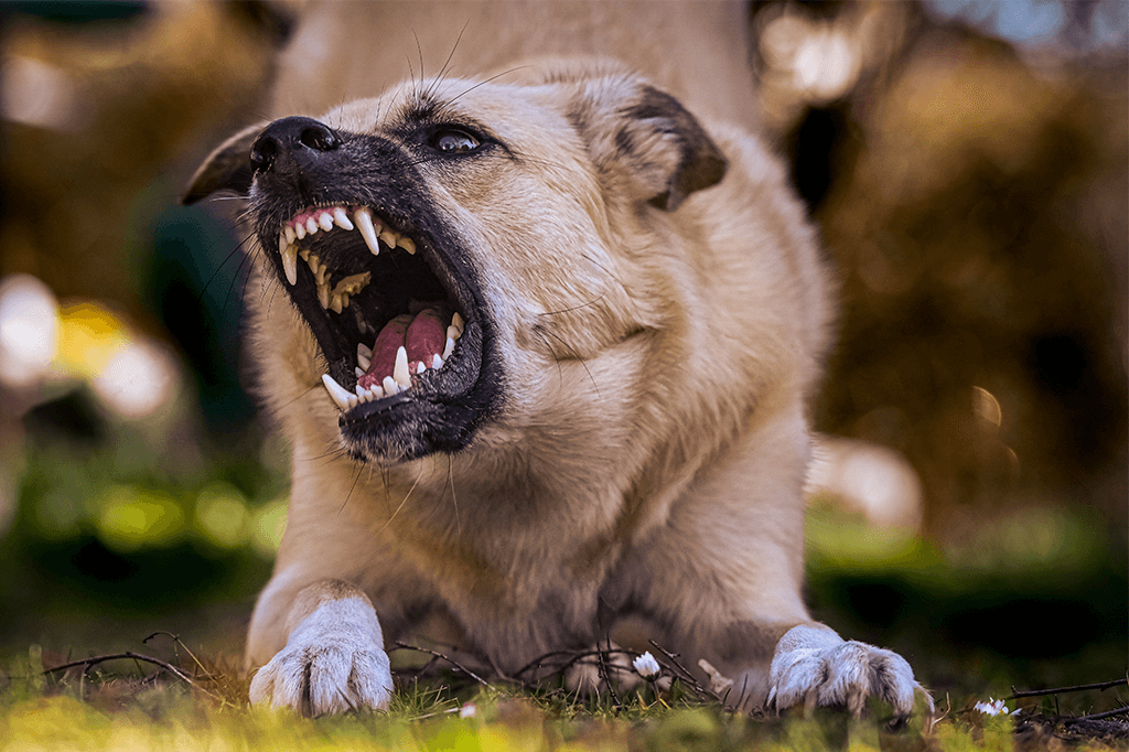 Training Aggressive Dogs