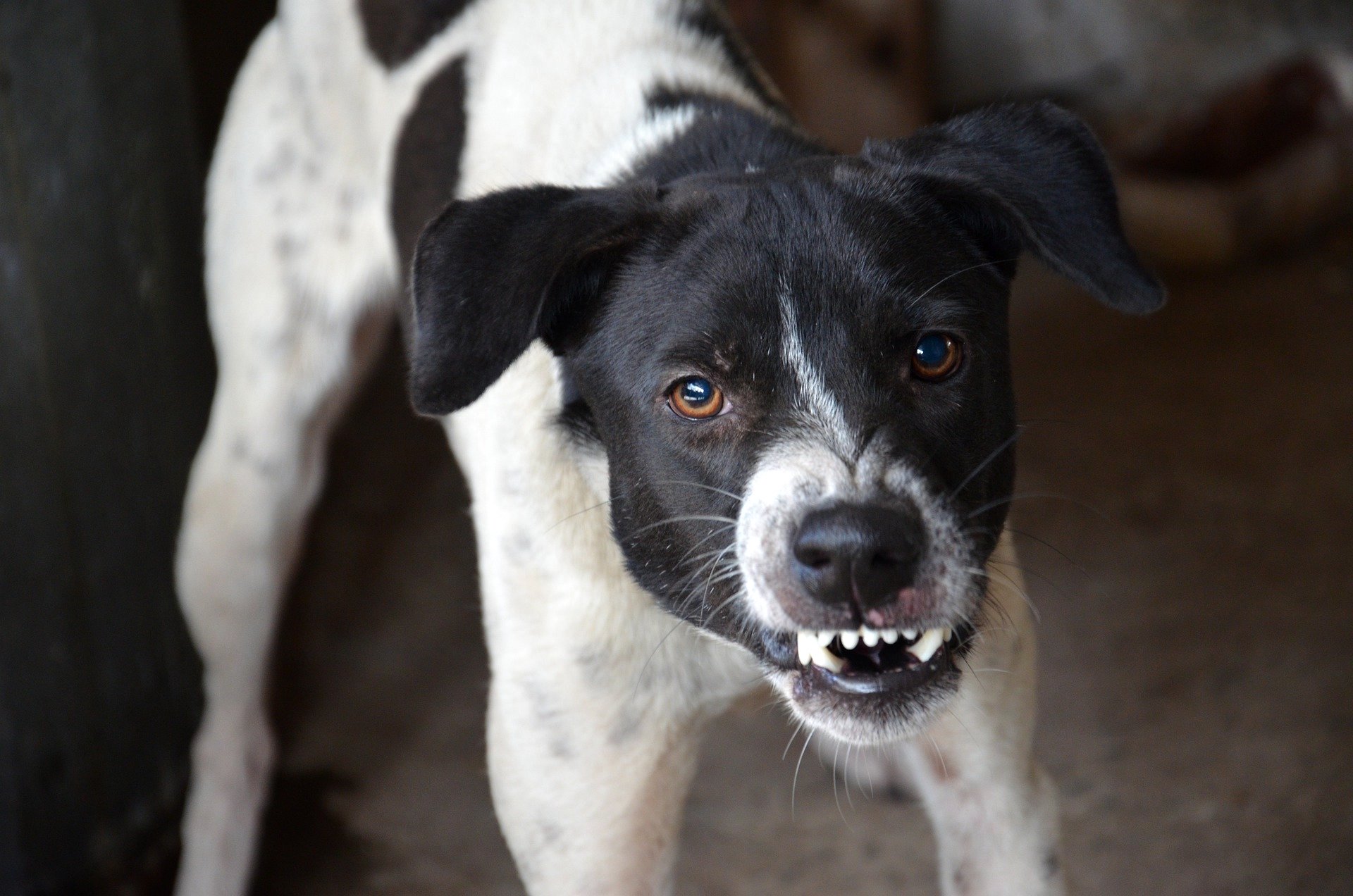 Training Aggressive Dogs