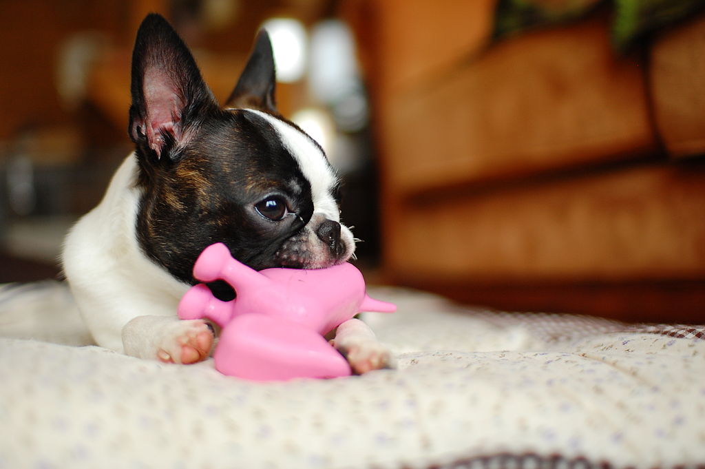 Dog with toy