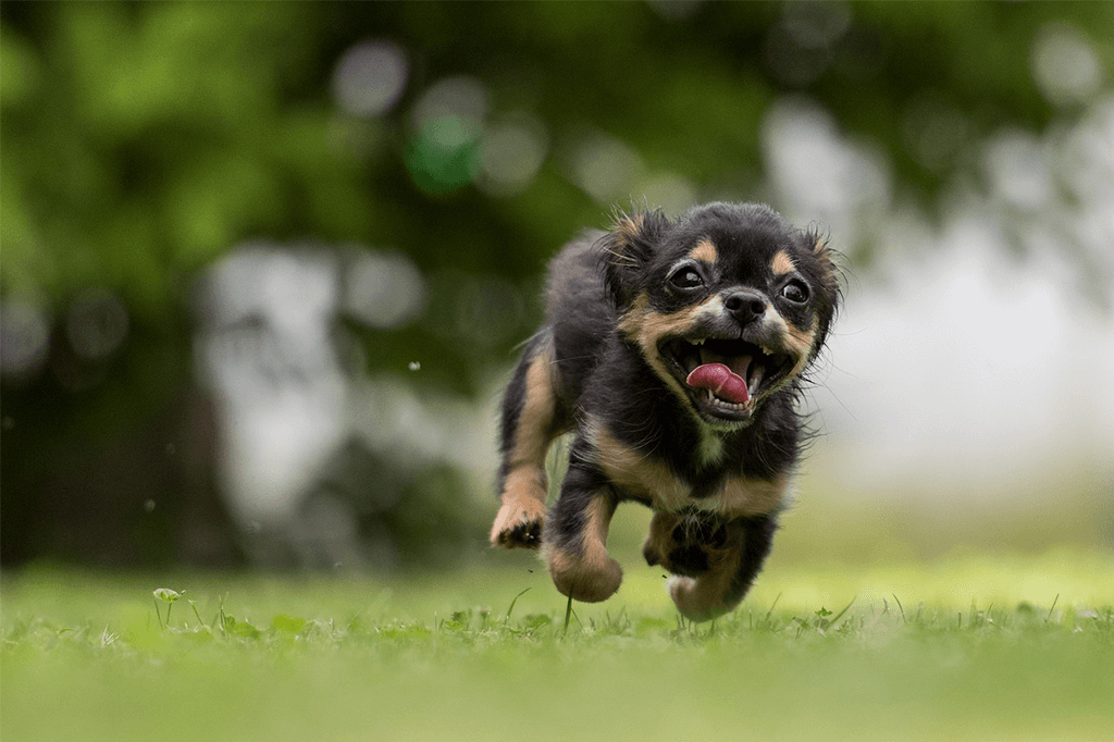 overly excited puppy