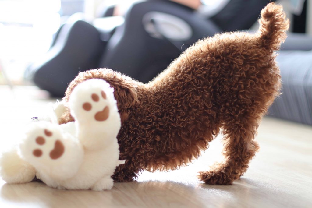 https://k9ti.org/wp-content/uploads/2021/09/dog-puppy-canidae-dog-breed-dog-toy-stuffed-toy-1625425-pxhere.com-copy-2-1024x683.jpg