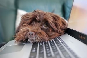 Dog with head on laptop