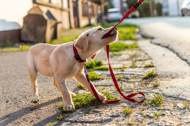 how to leash train a stubborn puppy