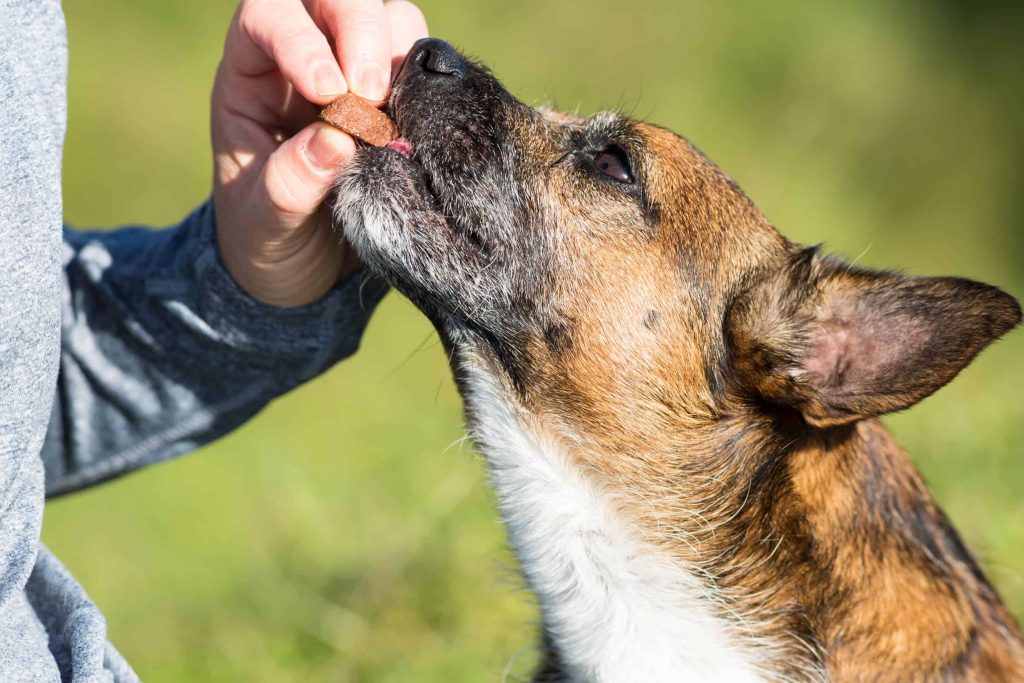 Dog eating treat