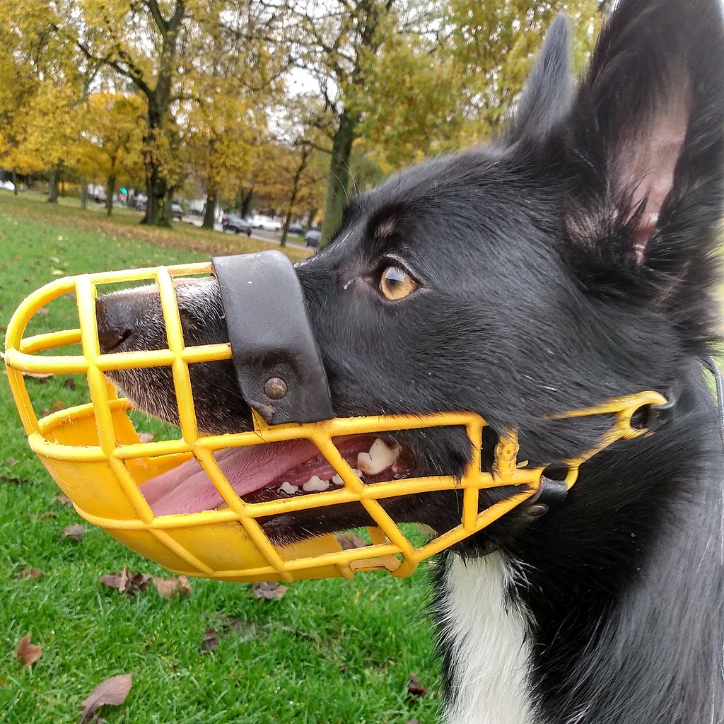 Dog wearing muzzle