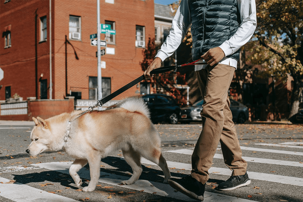 5 Ways To Stop Your Dog From Scavenging On Walks