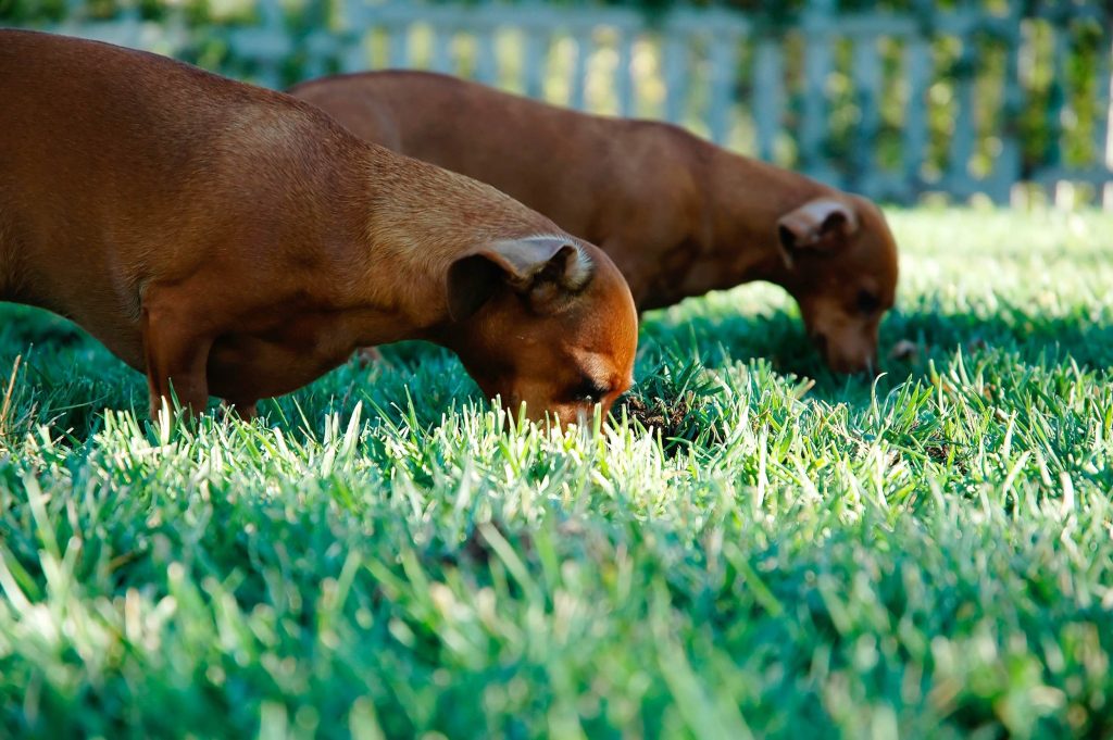 Dogs scavenging in grass