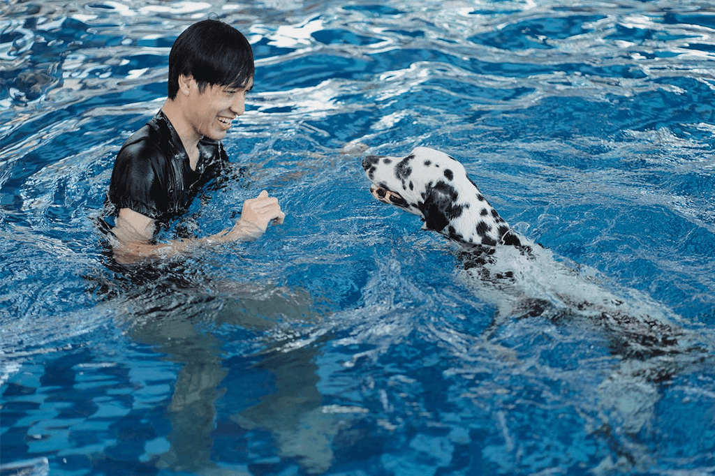 How to Teach Your Dog to Swim