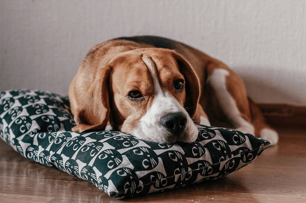 Is Your Dog Bored? Here's What to Do About it