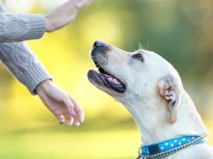 Hand signals to train dog