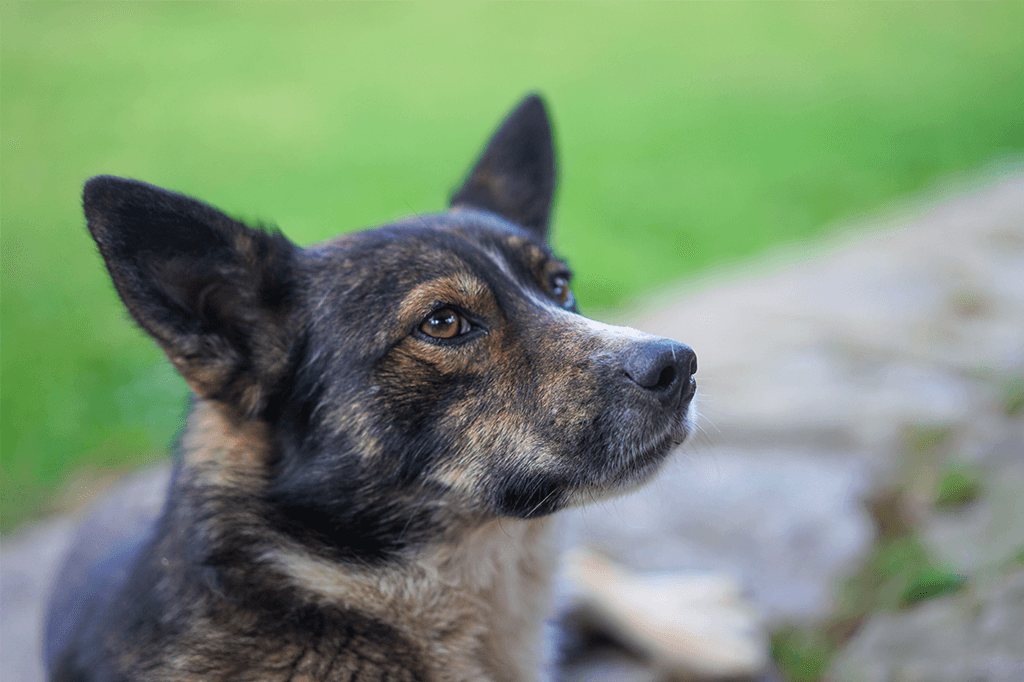 Impulse control games teach good behavior, help calm dogs