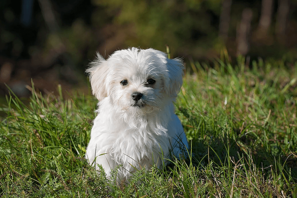 About Your Dog