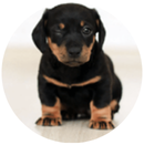 little dog